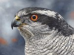 Rating: s
ID: 2771578
Date: 2021-06-05 11:05:18 -0400
Status: active
Score: 21
accipiter accipitrid accipitriform ambiguous_gender avian beak bird esthervanhulsen feathers feral grey_body grey_feathers northern_goshawk orange_eyes painting_(artwork) photorealism realistic solo traditional_media_(artwork) traditional_painting_(artwork) traditional_watercolor_(artwork) true_hawk watercolor_(artwork) white_body white_feathers post #2771578