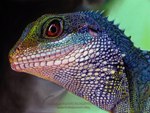 Rating: s
ID: 2770719
Date: 2021-06-04 19:49:32 -0400
Status: active
Score: 32
agamid ambiguous_gender ambr0 chinese_water_dragon feral green_body green_skin lizard pastel_(artwork) photorealism realistic red_eyes reptile scalie solo traditional_media_(artwork) water_dragon_(agamid) post #2770719