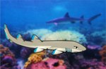Rating: s
ID: 3041330
Date: 2021-11-24 09:05:00 -0500
Status: active
Score: 7
2021 blue_markings blurred_background brown_body carpet_shark digital_media_(artwork) female feral fish gills hi_res longtail_carpet_shark mammal marine markings photo_background photography_(artwork) raku_naga sea shaded shakuri shark solo underwater water post #3041330