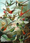 Rating: s
ID: 4504737
Date: 2023-12-30 18:21:36 -0500
Status: active
Score: 12
absurd_res ambiguous_gender ancient_art apodiform avian beak biological_illustration biped bird black-billed_sicklebill crimson_topaz dot-eared_coquette drepanornis egg ernst_haeckel feathered_wings feathers feral firecrown flying green_body green_feathers group hi_res hooded_visorbearer horned_sungem hummingbird juan_fernandez_firecrown open_mouth oscine paradisaeid passerine plant public_domain red-tailed_comet ruby-throated_hummingbird sword-billed_hummingbird technical_illustration traditional_media_(artwork) trochilinae tufted_coquette violetear visorbearer white-booted_racket-tail white-vented_violetear wings zoological_illustration post #4504737