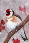 Rating: s
ID: 1758485
Date: 2019-01-06 23:30:11 -0500
Status: active
Score: 15
3_talons 3_toes ambiguous_gender avian beak bird black_body black_border black_eyes black_feathers black_tail black_tail_feathers border branch brown_body brown_feathers cardueline cardueline_finch conical_beak dark_eyes detailed detailed_feathers european_goldfinch feathers feet feral finch fringillid full-length_portrait grey_beak grey_scutes grey_talons multicolored_body multicolored_feathers multicolored_tail multicolored_tail_feathers on_branch oscine passerine perching portrait red_body red_face red_feathers scutes sidonie snow snowing solo standing tail talons thorns toe_talons toes traditional_media_(artwork) true_finch two_tone_tail two_tone_tail_feathers white_body white_feathers white_tail white_tail_feathers post #1758485