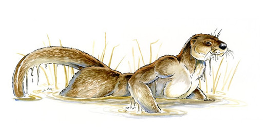 2008 anthro brown_eyes brown_fur fur grass heather_bruton male mammal mustelid nude otter solo water wet white_fur
Rating: Safe
Score: 1
User: Clawstripe
Date: September 23, 2017 2008 anthro brown_eyes brown_fur fur grass heather_bruton male mammal mustelid nude otter solo water wet white_fur
Rating: Safe
Score: 1
User: Clawstripe
Date: September 23, 2017