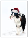 Rating: s
ID: 5595292
Date: 2025-05-24 15:46:55 -0400
Status: active
Score: 1
3:4 ambiguous_gender black_body black_fur black_nose border_collie canid canine canis christmas christmas_clothing christmas_headwear clothing collie domestic_dog feral front_view fur hat headgear headwear herding_dog holidays kola_(artist) mammal pastoral_dog quad santa_hat sheepdog simple_background snow snowing solo white_background white_body white_fur post #5595292