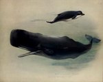 Rating: s
ID: 3120843
Date: 2022-01-13 09:06:08 -0500
Status: active
Score: 10
20th_century 5:4 ambiguous_gender ancient_art archibald_thorburn beaked_whale biological_illustration black_body black_skin cetacean duo english_text feral fin mammal marine multicolored_body multicolored_skin northern_bottlenose_whale nude open_mouth physeteroid public_domain side_view simple_background sperm_whale tail tail_fin technical_illustration teeth text toothed_whale traditional_media_(artwork) two_tone_body two_tone_skin water whale white_body white_skin zoological_illustration post #3120843