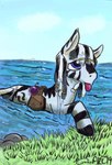 Rating: s
ID: 3146591
Date: 2022-01-28 14:20:16 -0500
Status: active
Score: -1
accessory bag blue_eyes cutie_mark dreadlocks dripping equid equine feral grey_body gyrotech hair hair_accessory hair_tie hasbro hi_res hooves lytlethelemur male mammal mane my_little_pony potion ruzeth solo stripes wet_hair zebra post #3146591