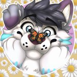 Rating: s
ID: 5649787
Date: 2025-06-17 21:13:20 -0400
Status: pending
Score: 2
1:1 absurd_res anthro arthropod butterfly canid canine canis daisy_(flower) domestic_dog duo feral flower fur fur_markings hi_res husky hybrid insect lepidopteran male mammal markings monarch_butterfly naoto nordic_sled_dog pattern_background plant simple_background smile solo spitz spring_(season) star_on_eye wolf post #5649787