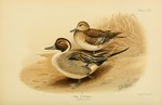 Rating: s
ID: 5283234
Date: 2025-01-02 22:13:13 -0500
Status: active
Score: 8
20th_century anatid ancient_art anseriform avian beak bird black_body black_feathers blue_body blue_feathers brown_body brown_feathers duck duo english_text feathers female feral george_edward_lodge hi_res male multicolored_body multicolored_feathers northern_pintail orange_body orange_feathers outside public_domain signature text traditional_media_(artwork) water white_body white_feathers wings post #5283234