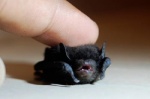 Rating: s
ID: 247208
Date: 2012-09-12 05:28:34 -0400
Status: active
Score: 392
ambiguous_gender bat black_body black_fur daww disembodied_hand duo feral fingers fur grandfathered_content human low_res mammal meme meme_origin micro real simple_background size_difference smile stop_touching_me_i_am_the_night unknown_artist post #247208