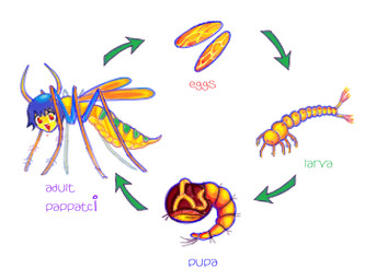 Rating: s
ID: 5615217
Date: 2025-06-01 21:09:44 -0400
Status: active
Score: 3
alunka ambiguous_gender arthropod blue_hair chrysalis egg feral hair insect larva life_cycle phlebotomus phlebotomus_papatasi red_eyes sandfly simple_background smile solo white_background wings post #5615217