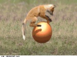 ambiguous_gender animated ball boing bounce bouncing bouncing_ball canine cute feral fox grass happytoast humor loop low_res mammal milestone solo space_hopper watermark what
Rating: Safe
Score: 46
User: Drunk_Fox
Date: October 28, 2010 ambiguous_gender animated ball boing bounce bouncing bouncing_ball canine cute feral fox grass happytoast humor loop low_res mammal milestone solo space_hopper watermark what
Rating: Safe
Score: 46
User: Drunk_Fox
Date: October 28, 2010