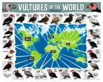 Rating: s
ID: 1246413
Date: 2017-06-18 02:57:05 -0400
Status: active
Score: 14
accipitrid accipitriform ambiguous_gender andean_condor artist avian avian_caruncle beak bearded_vulture bird birdorable black_beak black_body black_eyes black_feathers black_markings black_skin black_vulture border brown_beak brown_body brown_eyes brown_feathers brown_skin california_condor cape_vulture casque_(anatomy) cinereous_vulture claws dewlap_(anatomy) digital_media_(artwork) dipstick_beak egyptian_vulture english_text feathers feet feral greater_yellow-headed_vulture grey_beak grey_body grey_eyes grey_feathers grey_markings grey_skin griffon_vulture group head_crest himalayan_vulture hooded_vulture indian_vulture king_vulture lappet-faced_vulture large_group lesser_yellow-headed_vulture map markings multicolored_beak multicolored_body multicolored_feathers multicolored_skin new_world_vulture old_world_vulture orange_body orange_eyes orange_feathers palm-nut_vulture pink_body pink_markings pink_skin red-headed_vulture red_beak red_body red_eyes red_feathers red_markings red_skin rüppell's_vulture simple_background slender-billed_vulture standing tagging_guidelines_illustrated talons tan_beak text toes toony turkey_vulture unknown_artist url vulture wattle white-backed_vulture white-headed_vulture white-rumped_vulture white_background white_beak white_body white_border white_eyes white_feathers white_markings white_skin yellow-headed_vulture yellow_beak yellow_body yellow_eyes yellow_markings yellow_skin post #1246413