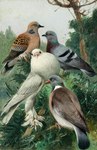 Rating: s
ID: 5284293
Date: 2025-01-03 12:53:30 -0500
Status: active
Score: 12
absurd_res ambiguous_gender ancient_art avian avian_feet beak biological_illustration biped bipedal_feral bird brown_body brown_feathers closed_beak columbid common_wood_pigeon day digitigrade domestic_pigeon european_turtle_dove fancy_pigeon feather_tuft feathered_wings feathers feet feral folded_wings friedrich_wilhelm_kuhnert green_body green_feathers grey_body grey_feathers grey_tail grey_wings group hi_res looking_at_viewer markings mouth_closed multicolored_body multicolored_feathers operculum_(anatomy) outside painting_(artwork) perching pigeon plant pouter_pigeon public_domain red_feet red_scutes red_toes rock_dove scales scutes shaded tail tail_feathers talons technical_illustration toes traditional_media_(artwork) tree tuft white_body white_feathers wings zoological_illustration post #5284293