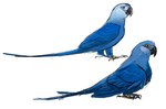 Rating: s
ID: 5295873
Date: 2025-01-08 19:10:06 -0500
Status: active
Score: 36
avian avian_feet beak bird blu_(rio) blue_body blue_feathers blue_sky_studios claws duo feathers female feral gaelcasart hi_res jewel_(rio) legband macaw male neotropical_parrot parrot rio_(series) simple_background sitting spix's_macaw tail tail_feathers true_parrot white_background post #5295873