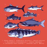 Rating: s
ID: 4616408
Date: 2024-02-22 19:42:43 -0500
Status: active
Score: 8
1:1 aevris ambiguous_gender atlantic_bluefin_tuna atlantic_spanish_mackerel atlantic_wolffish biological_illustration brown_bullhead catfish cottoid dorsal_fin feral fin fish hi_res ictalurid longhorn_sculpin mackerel marine northern_red_snapper open_mouth perciform red_background red_snapper salmon salmonid_(fish) scientific_name scombrid scombriform scorpaeniform sculpin sharp_teeth simple_background snapper sockeye_salmon spanish_mackerel tagging_guidelines_illustrated tail tail_fin technical_illustration teeth tuna wolffish zoarcoid zoological_illustration post #4616408