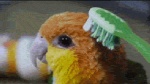 Rating: s
ID: 223239
Date: 2012-06-22 00:15:41 -0400
Status: active
Score: 74
ambiguous_gender animated avian beak bird brown_eyes brush brushie_brushie_brushie brushing brushing_feathers caique depth_of_field feathers feral fluffy grandfathered_content inside low_res meme multicolored_body open_mouth parrot personal_grooming real short_playtime social_grooming solo thumbnail toothbrush unknown_artist white_bellied_caique post #223239