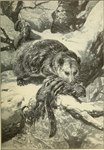 Rating: s
ID: 5572559
Date: 2025-05-14 19:55:04 -0400
Status: active
Score: 18
19th_century absurd_res ambiguous_gender american_opossum ancient_art bite biting_another claws duo feet feral fingers fur hi_res killing mammal marsupial neck_bite outside plant rodent sciurid snout standing tail toe_claws toes traditional_media_(artwork) tree tree_squirrel unknown_artist virginia_opossum water whiskers post #5572559
