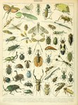 Rating: s
ID: 4472748
Date: 2023-12-14 18:27:57 -0500
Status: active
Score: 6
absurd_res adolphe_millot ambiguous_gender ancient_art ant_nest_beetle antennae_(anatomy) antlion arthropod beetle biological_illustration blattodea blue_body brown_body chafer chinese_tiger_beetle click_beetle cockroach cucujoid damselfly dung_beetle elateroid feral giant_cockroach grasshopper green_body groundhopper handsome_fungus_beetle hi_res insect insect_wings jewel_beetle jewel_scarab katydid longhorn_beetle mantis monkey_beetle new_guinea_stag_beetle orthopterid owlfly peacock_katydid phasmid pleasing_fungus_beetle porcelain_roach public_domain rainbow_scarab_beetle rhinoceros_beetle scarabaeid spoonwing stag_beetle stick_insect technical_illustration text tiger_beetle traditional_media_(artwork) violin_beetle weevil wings yellow_body zoological_illustration post #4472748