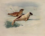 Rating: s
ID: 3107587
Date: 2022-01-05 13:05:27 -0500
Status: active
Score: 18
1920 20th_century 5:4 ambient_bird ambiguous_gender ancient_art archibald_thorburn avian beady_eyes biological_illustration bird black_body black_fur brown_body brown_fur detailed_ambient_creature detailed_background duo_focus english_text feral fur group harp_seal hi_res ice mammal marine markings multicolored_body multicolored_fur nude outside pinniped public_domain ringed_seal seal signature spots spotted_body spotted_fur technical_illustration text two_tone_body two_tone_fur water whiskers white_body white_fur zoological_illustration post #3107587