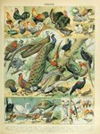 Rating: s
ID: 4472762
Date: 2023-12-14 18:30:43 -0500
Status: active
Score: 9
absurd_res adolphe_millot aix_(genus) ambiguous_gender anatid ancient_art anseriform anserinae avian beak biological_illustration biped bird black_swan_(species) chicken chrysolophus columbid duck feathered_wings feathers feral galliform gallopheasant gallus_(genus) golden_pheasant goose gouldian_finch hi_res java_sparrow lady_amherst's_pheasant male mandarin_duck oscine passerine peacock-pheasant peacock_feather peafowl phasianid pigeon plant public_domain silver_pheasant swan tanager technical_illustration temminck's_tragopan text traditional_media_(artwork) tragopan turkey wings zoological_illustration post #4472762
