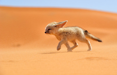 Rating: s
ID: 330369
Date: 2013-05-21 06:26:53 -0400
Status: active
Score: 105
2013 ambiguous_gender big_ears black_eyes black_nose canid canine day desert digitigrade ears_back feet fennec_fox feral fox francisco_mingorance grandfathered_content half-closed_eyes hindpaw inner_ear_fluff long_mouth mammal meme_origin narrowed_eyes no_sclera outside paws photo photography_(artwork) pivoted_ears real sand shadow side_view sky snout solo true_fox tuft walking whiskers young young_feral post #330369