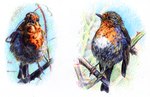 Rating: s
ID: 5566654
Date: 2025-05-12 10:13:19 -0400
Status: active
Score: 6
ambiguous_gender avian avian_feet beak bird blue_background branch colorful_background cross-hatching duo fallowfox feathers feral green_background hatching_(art) multicolored_body multicolored_feathers open_mouth orange_body orange_feathers oscine passerine robin_(bird) shaded simple_background stick tail tail_feathers white_background white_body white_feathers post #5566654