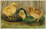 Rating: s
ID: 5283315
Date: 2025-01-02 22:58:01 -0500
Status: active
Score: 12
20th_century absurd_res alfred_weczerzick ambiguous_gender ancient_art avian beak bird border chicken clothing feathers feet feral footwear galliform gallus_(genus) group hi_res open_beak open_mouth painting_(artwork) phasianid public_domain realistic shoes signature slippers standing toes traditional_media_(artwork) trio white_border yellow_body yellow_feathers young post #5283315
