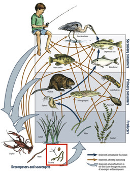Rating: s
ID: 5111813
Date: 2024-10-13 09:42:56 -0400
Status: active
Score: 3
2018 algae ambiguous_gender amphibian arthropod avian beak biped bird blue_bottomwear blue_clothing blue_shorts bottomwear branchiopod brown_hair cc-by-sa clothed clothing crayfish creative_commons cricetid crustacean decapod dorsal_fin educational english_text feral fin fish fishing_rod food_web green_clothing green_shirt green_topwear hair heron holding_fishing_rod holding_object human malacostracan male mammal marine missouri_department_of_conservation muskrat pelecaniform rodent shirt shorts tadpole tail tail_fin text topwear unknown_artist water_flea post #5111813