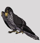 Rating: s
ID: 5273506
Date: 2024-12-29 07:23:00 -0500
Status: active
Score: 9
ambiguous_gender avian beak black_body black_feathers corvarts dinosaur enantiornithine falcatakely feather_preening feathers feet feral grey_body grey_feathers hi_res personal_grooming prehistoric_species reptile scalie simple_background solo tail tail_feathers talons theropod toes white_body white_feathers yellow_beak post #5273506