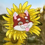 Rating: s
ID: 4658061
Date: 2024-03-14 20:13:46 -0400
Status: active
Score: 6
1:1 absurd_res anthro canid canine canis colombia domestic_dog female flower hi_res husky mammal naoto nordic_sled_dog paramo petals plant solo spitz spring tongue tongue_out post #4658061
