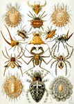 Rating: s
ID: 4504731
Date: 2023-12-30 18:21:17 -0500
Status: active
Score: 12
absurd_res acarine ambiguous_gender ancient_art arachnid araneomorph arthropod biological_illustration ernst_haeckel feral group hi_res mite orb-weaver_spider oriental_spiny_orb-weaver public_domain spider spiny-orb_weaver technical_illustration traditional_media_(artwork) whip_spider zoological_illustration post #4504731