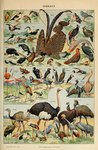 Rating: s
ID: 4472765
Date: 2023-12-14 18:31:02 -0500
Status: active
Score: 14
absurd_res adjutant_(bird) adolphe_millot african_penguin alcid ambiguous_gender american_flamingo anas anatid ancient_art anseriform argus_(bird) argus_pheasant atlantic_puffin australian_brushturkey avian barbet_(bird) beak biological_illustration biped bird black-headed_gull black-headed_ibis black-winged_stilt black_grouse bornean_crested_fireback brown_body brown_eared_pheasant brown_feathers brushturkey bustard cassowary chinese_monal chrysolophus columbid common_crane common_kingfisher common_loon common_merganser common_pheasant coraciiform cormorant crane_(bird) crowned_crane crowned_pigeon dabbling_duck dalmatian_pelican dove duck eider emu eurasian_teal feathered_wings feathers feral flamingo galliform gallopheasant great_argus great_crested_grebe greater_flamingo grebe grey_body grey_feathers grouse gruiform grus_(genus) gull heron hi_res ibis incubator_bird kingfisher kiwi_(bird) koklass_pheasant kookaburra lady_amherst's_pheasant lapwing lari larid laughing_kookaburra little_bustard loon luzon_bleeding-heart mallard marabou_stork monal northern_lapwing northern_shoveler open_mouth ostrich paradise_kingfisher partridge peacock-pheasant pelecaniform pelican penguin phasianid phasianus pigeon public_domain puffin purple_swamphen quail ratite razor-billed_auk red-legged_partridge rhea_(bird) rock_dove roseate_spoonbill ruff_(bird) ruffed_grouse sandgrouse sandpiper sawbill sea_duck shoebill shorebird southern_cassowary spoonbill stilt_(bird) stork suliform swamphen teal_(duck) technical_illustration temminck's_tragopan tern text threskiornis threskiornithid traditional_media_(artwork) tragopan wings woodcock yellow-billed_stork zoological_illustration post #4472765