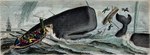 Rating: s
ID: 4433774
Date: 2023-11-24 13:22:31 -0500
Status: active
Score: 11
19th_century ambiguous_gender ancient_art biped boat bottomwear cetacean clothed clothing detailed_background feral fully_clothed grey_body grey_skin group harpoon heinrich_leutemann hi_res human large_group male mammal marine melee_weapon oar open_mouth outside pants partially_submerged physeteroid polearm public_domain red_bottomwear red_clothing red_pants sailing_ship sailing_watercraft sea ship sitting size_difference spear sperm_whale standing toothed_whale traditional_media_(artwork) vehicle violence water watercraft weapon whale whaling wood_engraving woodcut post #4433774