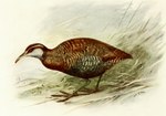 Rating: s
ID: 5283161
Date: 2025-01-02 21:28:42 -0500
Status: active
Score: 7
1907 20th_century 3_toes absurd_res ambiguous_gender ancient_art avian beak bird brown_body brown_feathers colored dieffenbach's_rail english_description feathers feet feral george_edward_lodge gruiform hi_res multicolored_body multicolored_feathers public_domain rail_(bird) recently_extinct_species signature solo standing toes traditional_media_(artwork) white_body white_feathers wings post #5283161