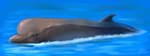 Rating: s
ID: 3493129
Date: 2022-08-07 17:09:03 -0400
Status: active
Score: 2
ambiguous_gender beady_eyes beaked_whale bottlenose_whale cetacean dorsal_fin feral fin grey_body imperatorcaesar mammal marine mouth_closed partially_submerged side_view signature solo toothed_whale water whale post #3493129