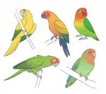 Rating: s
ID: 2050488
Date: 2019-11-10 21:25:13 -0500
Status: active
Score: 6
3_toes ambiguous_gender avian beak bird black_beak blue_body blue_feathers branch feathers feet feral fischer's_lovebird golden_parakeet green_body green_feathers grey_beak hi_res jandaya lovebird multicolored_body multicolored_feathers multiple_images neotropical_parrot new_world_parrot open_beak open_mouth orange_body orange_feathers parakeet parrot perching pinfires pink_beak red-headed_lovebird red_beak red_body red_feathers rosy-faced_lovebird simple_background sketch_page solo sun_parakeet toes true_parrot two_tone_body two_tone_feathers white_background yellow_body yellow_feathers post #2050488