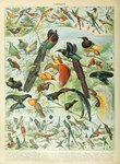 Rating: s
ID: 4472761
Date: 2023-12-14 18:30:37 -0500
Status: active
Score: 9
absurd_res adolphe_millot ambiguous_gender ancient_art apodiform arfak_astrapia astrapia avian beak bearded_helmetcrest bearded_mountaineer biological_illustration biped bird black-billed_sicklebill black-throated_sunbird black_sicklebill bowerbird calliope_hummingbird coquette_(bird) crimson_topaz diphyllodes dot-eared_coquette drepanornis ecuadorian_hillstar epimachus feathered_wings feathers feral fire-tailed_sunbird flame-breasted_sunbird frilled_coquette golden-bellied_starfrontlet greater_bird-of-paradise greater_lophorina green-bearded_helmetcrest green-crowned_plovercrest green_body green_feathers green_hermit handsome_sunbird hermit_(hummingbird) hi_res hillstar horned_sungem hummingbird king_of_saxony_bird-of-paradise lawes's_parotia lesser_bird-of-paradise lesser_lophorina little_woodstar long-billed_starthroat lophorina magnificent_bird-of-paradise manucode marvulous_spatuletail masked_bowerbird nile_valley_sunbird open_mouth oscine paradisaea_(genus) paradisaeid parotia passerine peacock_coquette peruvian_sheartail plant plovercrest princess_stephanie's_astrapia public_domain racket-tipped_thorntail red-tailed_comet red_bird-of-paradise ruby-throated_hummingbird ruby-topaz_hummingbird rufous-shafted_woodstar spangled_coquette splendid_sunbird standardwing starfrontlet starthroat streaked_bowerbird sunbird sword-billed_hummingbird tail tail_feathers technical_illustration temminck's_sunbird text thorntail traditional_media_(artwork) trochilinae twelve-wired_bird-of-paradise white-crested_coquette wilson's_bird-of-paradise wings woodnymph woodstar yellow_body yellow_feathers zoological_illustration post #4472761