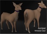 Rating: s
ID: 4564418
Date: 2024-01-29 10:31:28 -0500
Status: active
Score: 13
3d_(artwork) big_ears blender_(artwork) blender_eevee border brown_body brown_fur collar collar_only deer digital_media_(artwork) doriyote female feral fur green_eyes hi_res juniper_(laserkitten) looking_at_viewer looking_back mammal new_world_deer nude solo white-tailed_deer white_border post #4564418