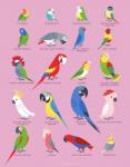Rating: s
ID: 2045157
Date: 2019-11-05 18:37:21 -0500
Status: active
Score: 23
2018 4_toes african_grey afrotropical_parrot amazon_parrot ambiguous_gender ara_(genus) avian beak bird black_beak black_body black_feathers blue-and-yellow_macaw blue-headed_parrot blue-headed_pionus blue_body blue_feathers budgerigar cacatua caique chestnut-fronted_macaw cockatiel cockatoo eclectus english_text feathered_wings feathers feet feral fischer's_lovebird galah green-cheeked_conure green_body green_feathers grey_beak grey_body grey_feathers hyacinth_macaw jandaya lili_chin looking_at_viewer loriinae lovebird macaw moluccan_cockatoo monk_parakeet multicolored_body multicolored_feathers multiple_images neotropical_parrot open_mouth parakeet parrot pink_background pink_body pink_feathers pionus red-fan_parrot red_beak red_body red_feathers rose-ringed_parakeet scarlet_macaw simple_background solo species_name sulphur-crested_cockatoo sun_parakeet tagging_guidelines_illustrated text toes true_parrot url white_beak white_body white_feathers wings yellow-headed_amazon yellow_beak yellow_body yellow_feathers yellow_sclera zygodactyl post #2045157