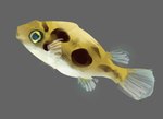 Rating: s
ID: 5549093
Date: 2025-05-04 17:45:59 -0400
Status: pending
Score: 4
2025 digital_media_(artwork) dwarf_pufferfish feral fin fish full-length_portrait grey_background marine markings multicolored_body pectoral_fin portrait pufferfish rekkadraws side_view simple_background solo spots spotted_markings tail tail_fin tetraodontiform post #5549093