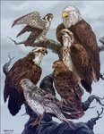 Rating: s
ID: 2219858
Date: 2020-04-17 02:27:38 -0400
Status: active
Score: 32
2013 accipitrid accipitriform ambiguous_gender animorphs avian aximili-esgarrouth-isthill bald_eagle beak bird black_outline buteo cassie_(animorphs) chickenhawk digital_media_(artwork) digital_painting_(artwork) eagle falcon falconid feathered_wings feathers feet feral group in_tree jake_berenson kiriska marco_(animorphs) northern_harrier osprey outline outside painting_(artwork) perching peregrine_falcon plant rachel_(animorphs) red-tailed_hawk sea_eagle sky standing talons text tobias_(animorphs) toes tree url white_outline wings post #2219858