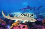 Rating: s
ID: 3041321
Date: 2021-11-24 08:53:25 -0500
Status: active
Score: 8
2021 blue_markings blurred_background brown_body carpet_shark digital_media_(artwork) female feral fish gills hi_res longtail_carpet_shark mammal marine markings raku_naga sea shaded shakuri shark solo text underwater water post #3041321