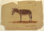 Rating: s
ID: 4593070
Date: 2024-02-11 15:47:20 -0500
Status: active
Score: 9
1858 19th_century absurd_res ambiguous_gender ancient_art asinus brown_body brown_fur colombia dated donkey equid equine feral frederic_edwin_church fur hi_res hooves mammal mane open_mouth public_domain quadruped side_view simple_background sketch snout solo standing tail tan_background traditional_media_(artwork) post #4593070