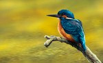 Rating: s
ID: 4644749
Date: 2024-03-08 03:43:32 -0500
Status: active
Score: 14
2013 ambiguous_feral ambiguous_gender avian beady_eyes beak bird black_beak black_eyes blue_body blue_feathers branch caymartworks common_kingfisher coraciiform detailed detailed_background detailed_feathers digital_media_(artwork) digital_painting_(artwork) feathered_wings feathers feral folded_wings full-length_portrait hi_res kingfisher long_beak on_branch orange_body orange_feathers outside painting_(artwork) perching photorealism portrait side_view water wings yellow_water post #4644749