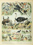 Rating: s
ID: 4472763
Date: 2023-12-14 18:30:50 -0500
Status: active
Score: 11
absurd_res adolphe_millot african_barbet african_swamphen alcid ambiguous_gender american_flamingo anatid ancient_art anseriform anserinae aracari atlantic_puffin avian barbet_(bird) beak biak_paradise_kingfisher biological_illustration biped bird black-winged_stilt black_crowned_crane black_grouse blue_crane brant_goose bucerotiform bustard cape_barren_goose cassowary channel-billed_toucan columbid common_kingfisher common_ostrich common_paradise_kingfisher coraciiform cormorant cracid crane_(bird) crowned_crane crowned_pigeon cuban_trogon curassow curl-crested_aracari dalmatian_pelican duck emu feathered_wings feathers feral flamingo fruit_dove galliform goose great_bustard great_heron greater_flamingo greater_rhea green_body green_feathers grey-winged_trumpeter grey_heron grouse gruiform grus_(genus) gull hairy-breasted_barbet heron hi_res hornbill ibis keel-billed_toucan kingfisher kiwi_(bird) lapwing lari larid long-tailed_duck luzon_bleeding-heart many-banded_aracari marabou_stork mountain_trogon northern_shoveler open_mouth ostrich painted_stork paradise_kingfisher partridge pelecaniform pelican phasianid pigeon public_domain puffin purple_heron quetzal ramphastos ratite resplendent_quetzal rhea_(bird) rock_partridge roseate_spoonbill ruff_(bird) sandgrouse scarlet_ibis sea_duck shorebird southern_cassowary spoonbill stilt_(bird) stork suliform swamphen technical_illustration text threskiornithid topknot_pigeon toucan traditional_media_(artwork) trogon trogonid trumpeter_(bird) victoria_crowned_pigeon western_long-tailed_hornbill white-throated_toucan wings zoological_illustration post #4472763