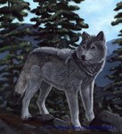 Rating: s
ID: 4973779
Date: 2024-08-09 02:35:52 -0400
Status: active
Score: 12
2001 ambiguous_gender angela_butt black_nose blue_sky canid canine canis day detailed_background digitigrade feral fur grey_body grey_fur mammal mountain outside painting paws plant rock shaded sky snout solo standing tail tree whisker_spots wolf post #4973779