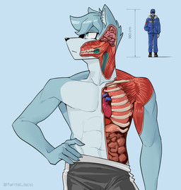 Rating: s
ID: 5688937
Date: 2025-07-05 22:45:15 -0400
Status: active
Score: 39
2025 abs absurd_res anatomy anthro artist_name athletic athletic_anthro athletic_male brain canid canine canis clothed clothed_human clothing duo english_description extreme_size_difference fanteliscio foxhound_(fanteliscio) fully_clothed fully_clothed_human fur guts hand_on_hip heart_(organ) height hi_res human inner_ear_fluff intestines looking_aside lung macabre macro male mammal organs pecs rib_cage size_difference teeth text topless topless_anthro topless_male tuft wolf x-ray_view post #5688937