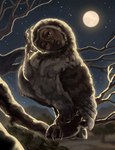 Rating: s
ID: 5325513
Date: 2025-01-23 09:39:27 -0500
Status: active
Score: 1
avian backlighting bevikosi bird branch confusion feathers female feral hi_res in_tree light lighting lomibu moon night on_branch owl plant solo tree post #5325513
