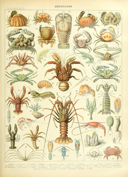 Rating: s
ID: 4472745
Date: 2023-12-14 18:27:31 -0500
Status: active
Score: 8
absurd_res adolphe_millot aethrid ambiguous_gender amphipod ancient_art arthropod atlantic_blue_crab barnacle biological_illustration branchiopod brown_crab calappa_(crab) calappid caridean_shrimp coconut_crab copepod coral_crab crab crayfish crustacean decapod elbow_crab feral french_text frog_crab goose_barnacle group hermit_crab hi_res horrid_elbow_crab insect isopod king_crab large_group large_spotted_crab larva lobster lophogastrid malacostracan mantis_shrimp marine maxillopod not_furry pebble_crab pincers polychelid public_domain sea_sapphire shrimp slipper_lobster smooth_box_crab spider_crab spiny_lobster squat_lobster tadpole_shrimp technical_illustration text traditional_media_(artwork) translation_request zoological_illustration post #4472745