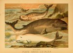 Rating: s
ID: 4530282
Date: 2024-01-12 11:06:25 -0500
Status: active
Score: 3
1897 19th_century ambiguous_gender ancient_art baleen biological_illustration canoe cetacean clothed clothing dolphin dorsal_fin feral fin group hi_res horn hugh_craig human mammal marine monodontid narwhal open_mouth public_domain rorqual tail tail_fin technical_illustration text toothed_whale traditional_media_(artwork) vehicle water watercraft zoological_illustration post #4530282