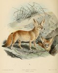 Rating: s
ID: 2971952
Date: 2021-10-12 14:12:02 -0400
Status: active
Score: 5
1890 19th_century ambiguous_gender ancient_art artist_name big_ears black_nose brown_eyes canid canine claws detailed_background digitigrade duo english_text fennec_fox feral fox fur hi_res j._g._keulemans mammal no_sclera nude outside quadruped species_name standing tan_body tan_fur text toe_claws traditional_media_(artwork) true_fox post #2971952